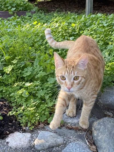 Pliny frolicking in the spring greenery